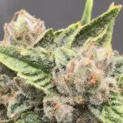 Gazzurple athena growstream