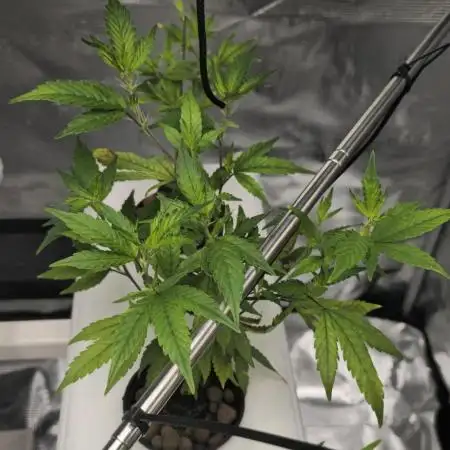 Bb muffin Aeroponic