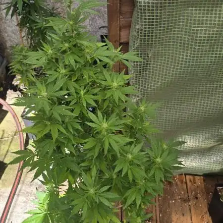 Blueberry Muffin outdoor