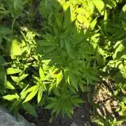 Somango