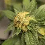 Bb muffin T.A growstream Athena