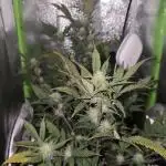Somango seed supplier test