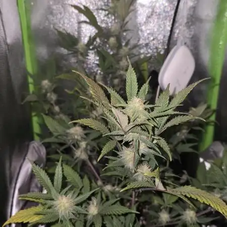 Somango seed supplier test