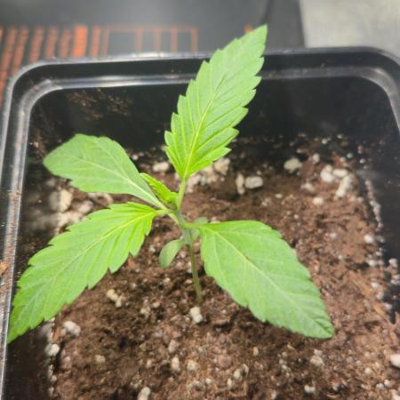 Cookies mit Beigeschmack