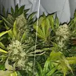 Y griega aeroponic