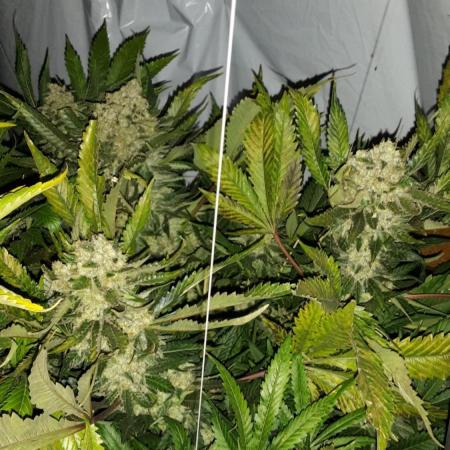 Y griega aeroponic
