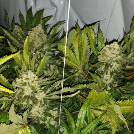Y griega aeroponic