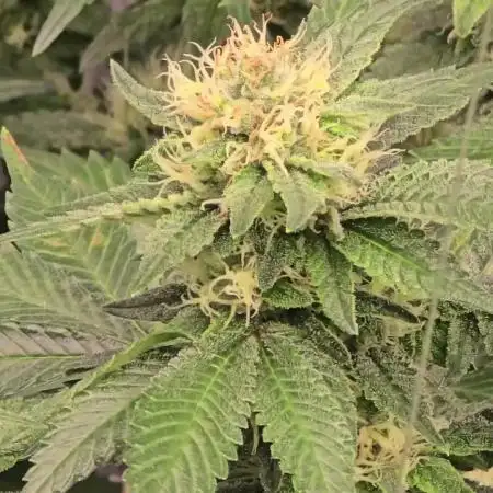 Bb muffin T.A growstream Athena