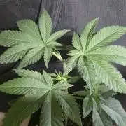 Glumanda Glue test grow