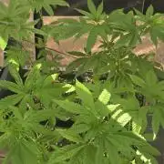 Landrace tirah valley