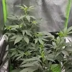 Somango
