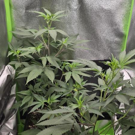 Somango seed supplier test