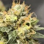 Bb muffin T.A growstream Athena