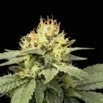 Bb muffin T.A growstream Athena