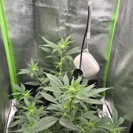 Somango seed supplier test