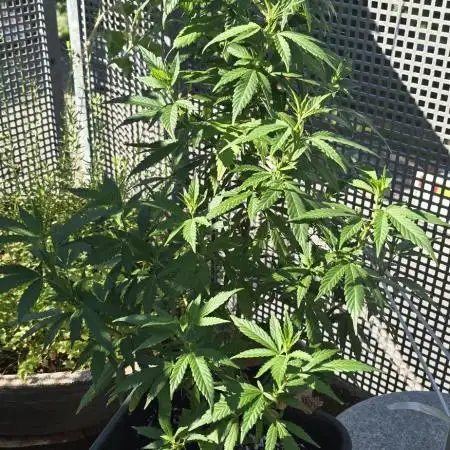 Blueberry muffin