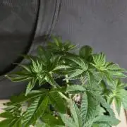 Glumanda Glue test grow