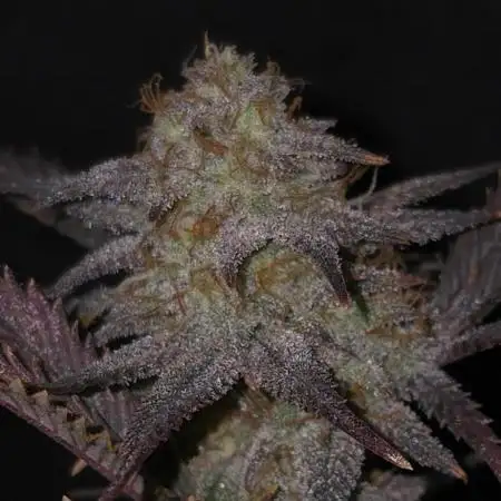 Somango seed supplier test