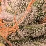 Bb muffin T.A growstream Athena