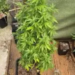 Blueberry Muffin outdoor
