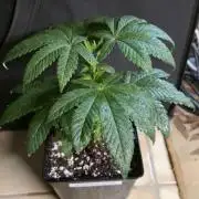 Cookies mit Beigeschmack