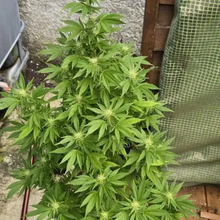 Blueberry Muffin outdoor