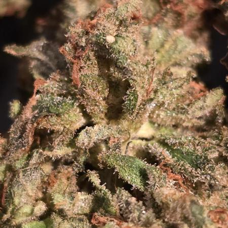 Khalifa genetics