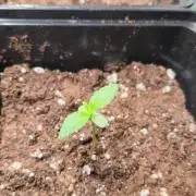 Cookies mit Beigeschmack