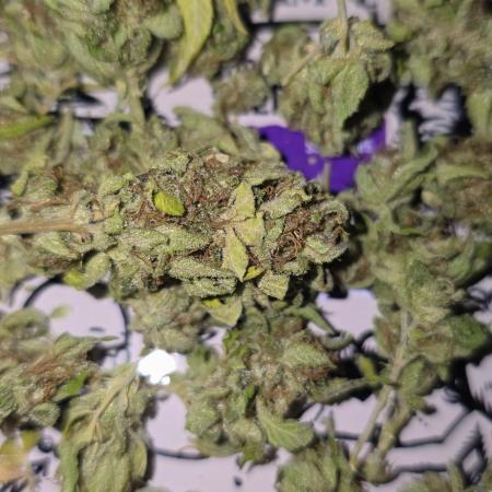 Blueberry Muffin outdoor