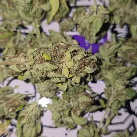 Blueberry Muffin outdoor