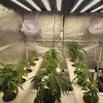 Bcp t.a growstream, giveaway