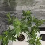 Bb muffin T.A growstream Athena