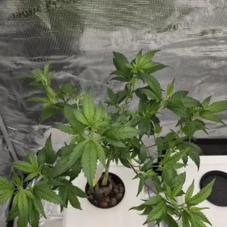 Bb muffin T.A growstream Athena