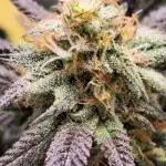 Somango seed supplier test