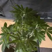 Cookies mit Beigeschmack