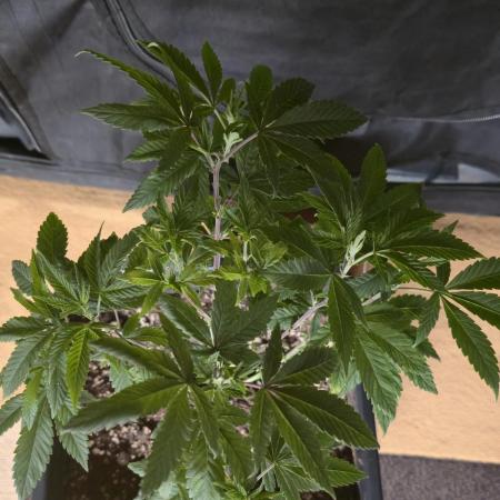 Cookies mit Beigeschmack