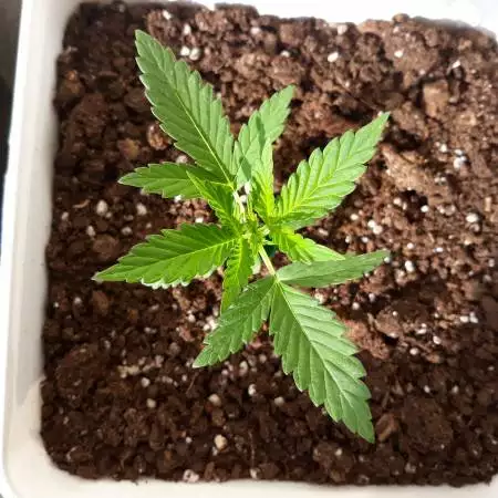 Sweet Skunk Auto.First time ever