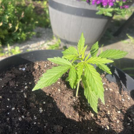 RQS Auto