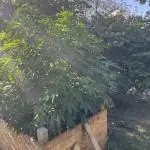Tropican Cookie