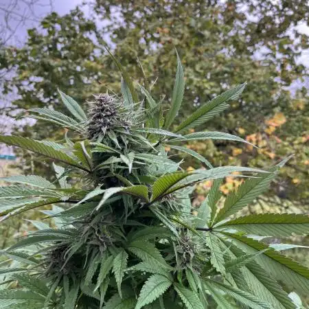 Tropican Cookie