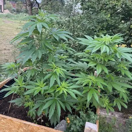 Tropican Cookie