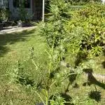 Watermelon Auto outdoor
