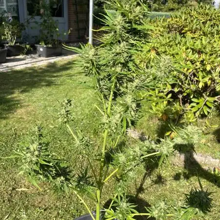 Watermelon Auto outdoor