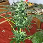 Stealthy Wedding Cake auto + Godzilla Cookies auto