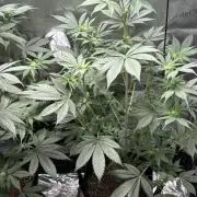 Pineaple Express First coco run