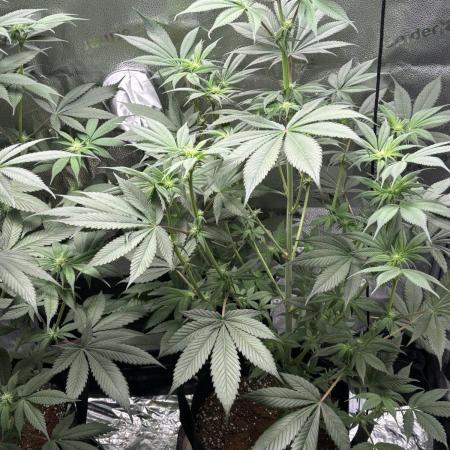 Pineaple Express First coco run