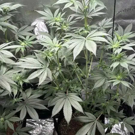 Pineaple Express First coco run