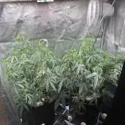 Amsterdam Amnesia: Dutch passion