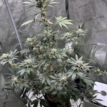 Pineaple Express First coco run