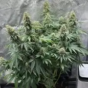OG Kush - Zamnesia free seeds